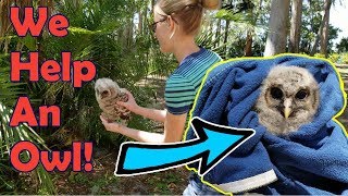 How to Help Fallen Baby Birds