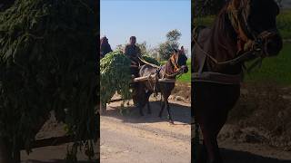 Dark Horse Transporting Fodder in Rural Pakistan