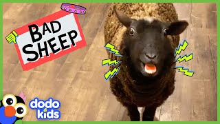 This Sheep Yells Way Too Much!! But We Love Her Anyway... | Bad Boys And Girls | Dodo Kids