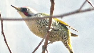 柿を食べる鳥達❽