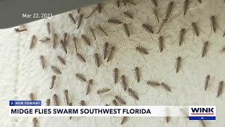 Midge flies take over Southwest Florida