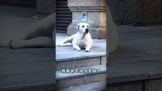 贪吃的戏精狗子！ #pets #狗狗 #搞笑配音 #dog #cute #funny #shorts