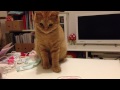 茶トラ猫「ひろし」怒られる！でもチョンチョンしたい♪可愛い tabby cat hiroshi want some ham