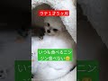 【超小型犬動画】ラテ好き嫌い？　 マルチーズ　 ポメラニアン　 mix犬