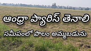 చినపరిమిలో 3 ఎకరాలు పొలం  అమ్మబడును #tenali #gunturdistrict #chinaparimi #Edlapalli #mangalagiri