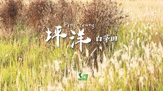 銀色田園 － 坪洋｜白茅草田 (Ping Yeung) [4K航拍]