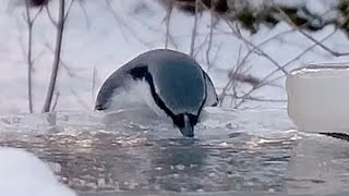 氷水を飲むシジュウカラとゴジュウカラ、種を取れないコガラ・・（八ヶ岳本日のかわいいお客さま速報2021/12/25） #Shorts