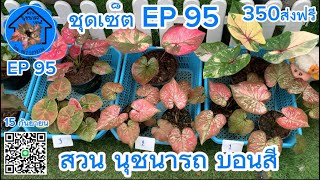 👉🌺ชุดเซ็ต EP 95🌺สวยคุ้มส่งฟรี🚚สวน นุชนารถ บอนสี โทร087-5279734