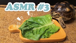 [ASMR] 苏卡达陆龟吃蔬菜 Tortoise Sulcata eating Vegetables | Real Sound