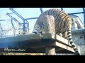 アムールトラの同居風景 大森山動物園