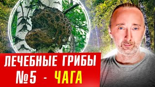 ЧАГА: её лечебные свойства, и как Солженицыну вылечили РАК?