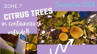 Citrus trees update Citrus trees in containers in Zone 7 December 2024