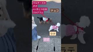 【子犬4ヶ月動画】抱っこ散歩もあと少し　#マルチーズ　#マルチーズのポポ　#子犬4ヶ月　#お散歩　#抱っこ散歩　#maltese 　#dog 　#マルポメ　#ヨープー　#成長記録