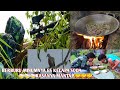 BERBURU DERKUKU LANGSUNG MASAK DI HUTAN