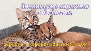 Знакомство бобкета и каракала. Сервал и каракал разносят дом /Introduction of a bobcat and a caracal