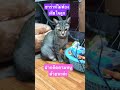 ซาร่าห์ไม่ต้องเสียใจลูกเราสวยอยู่แล้ว แมวบ้านๆ funny cuteanimals