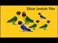 African love birds video: How lovebirds are enjoying on the fan | Love Birds