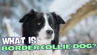 What Is a Border Collie Dog? 🐕✨