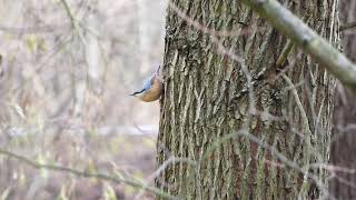 brhlík lesní (Sitta europaea) brhlík obyčajný/Eurasian nuthatch/Kleiber/Kowalik zwyczajny