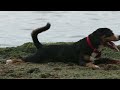 12 hours dog music 🎵 relaxing music for dogs with anxiety🐶 separation anxiety relief music💖dog calm