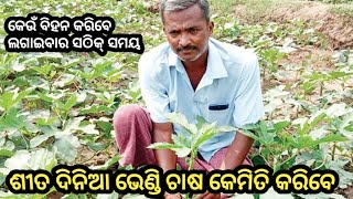 ଶୀତ ଦିନିଆ ଭେଣ୍ଡି ଚାଷ କିପରି କରିବେ ଲଗାଇବାର ସଠିକ୍ ସମୟ//sita dinia bhendi chasa kipari karibe