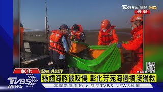 糙齒海豚被咬傷 彰化芳苑海邊擱淺獲救｜TVBS新聞