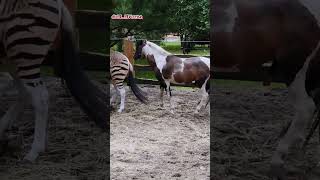 Друг уникальной зебры-лошадки  🦓🐴A friend of the unique zebra horse. She is the only one on earth_2