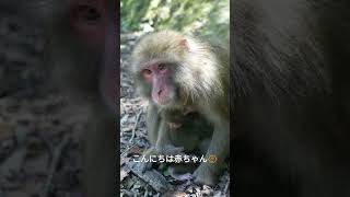 こんにちは赤ちゃん　Welcome to the world #shorts#淡路島モンキーセンター #赤ちゃん #monkey #baby #淡路島