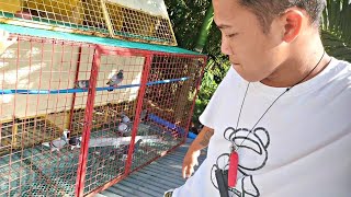 RACING PIGEON LOFT NA PINAMIMIGAY NGAYON HINDI LANG KALAPATI GRABE!!