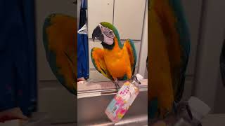 【ルリコンゴウインコ】ショート動画 #shorts #ルリコンゴウインコ #インコ #コンゴウインコ #macaw #bird #鳥