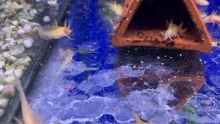 Baby Axolotls feeding on dry granular food. Tetra Prima granules