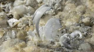 Gypsum Flower Formations in B \u0026 O Cave, Kentucky