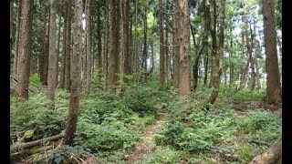 松ノ木峠から登った寂地山と額々山(2017.7.16)