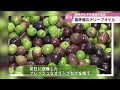 オリーブの街へ‥１５年前に参入「生産量を５年で５倍に」国東市の今【大分】 22 10 24 20 00