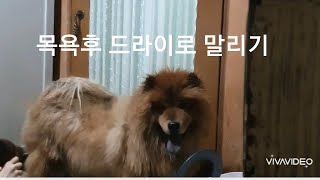 시골작은집일상 Vlog /설날지나 밀린숙제하듯 댕댕이들 목욕시키고 마당 잡초뽑고 아이들산책하기