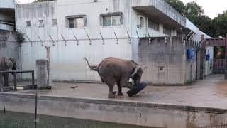 媛ちゃんにタイヤ遊び その1　タイヤを立てかけてそこにアタック　とべ動物園　アフリカゾウ