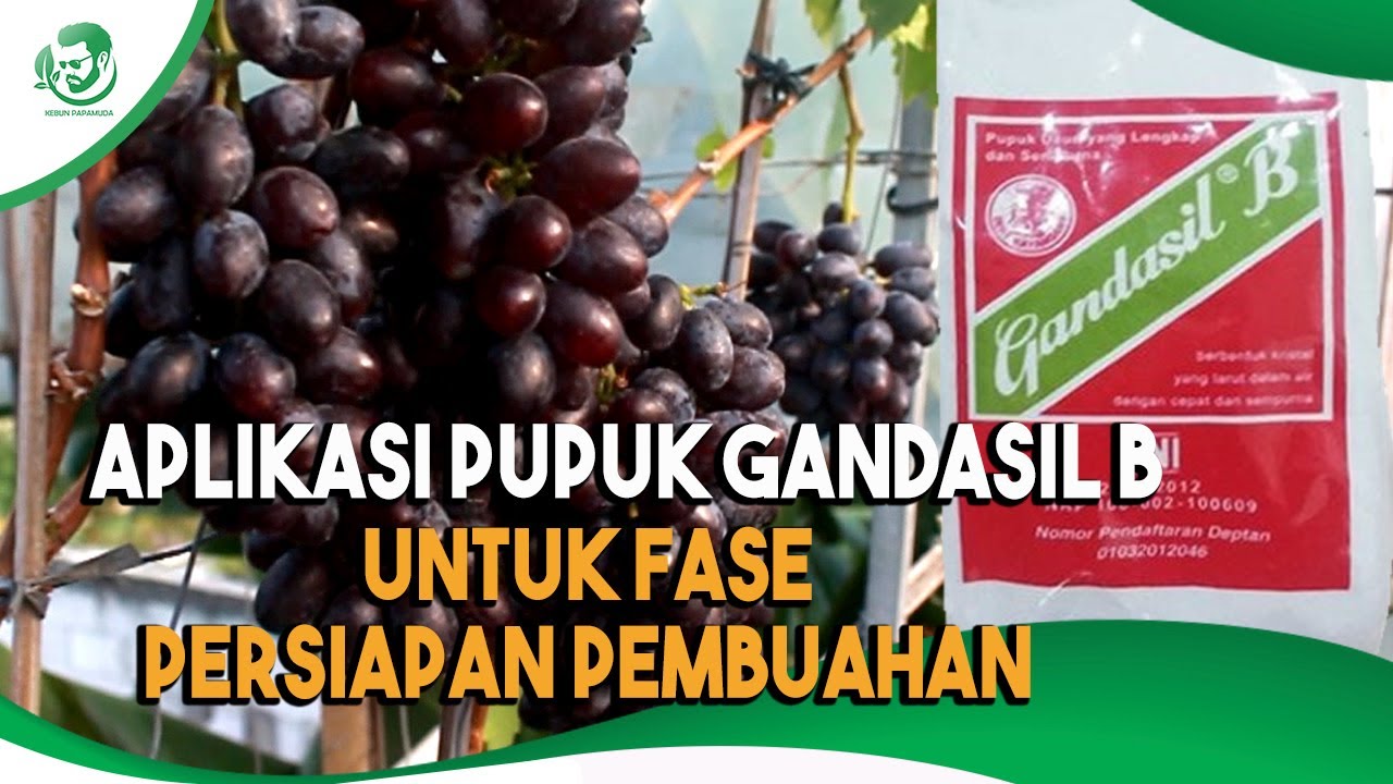 CARA APLIKASI PUPUK GANDASIL B UNTUK POHON ANGGUR SEBELUM PANGKAS ...