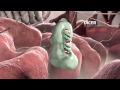 Gene Silencing by Micro RNA - Medical Animation