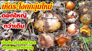 เห็ดระโงกกลุ่มใหม่ ดอกใหญ่กว่าเดิม เก็บเห็ด USA # Mushroom hunting