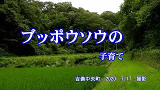 ブッポウソウの子育て　吉備中央町　2020　7月17日　撮影