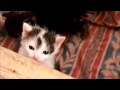 1 cute little kittens moje trzy małe kociaki