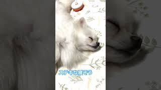 ステキな寝ぞうのティアレちゃん（笑）#ポメラニアン #pomeranian