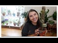 Philodendron Brandtianum Update | Houseplant Bought Online