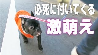 お散歩で飼い主に必死に付いて歩くフレブルの子犬が可愛すぎる