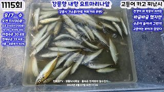 1115회 8/7 수 🎣🐟  강릉항 고등어 카고 찌낚시 그런데 고등어는 안보이고 전갱이 학꽁치 치어들은 바글바글 했다 남편이 한국인 우즈베키스탄 가족들의 폭풍 전갱이 카드낚시.힐링