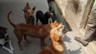 রাস্তার কুকুরদের মাঝে খাবার বিতরণ! | Feeding Street Dogs During Lock-down