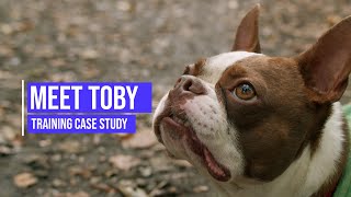Stopping a Boston Terrier from reacting aggressively towards other dogs