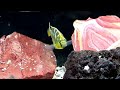 giraffe hap juvihapnation episode 6 the nimbochromis venustus