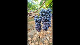 夏黑葡萄成熟了，大家快來採摘嚐嚐，口感鮮甜爽口，好吃The Xiahei grapes are ripe. Come and pick them. The taste is sweet#shorts