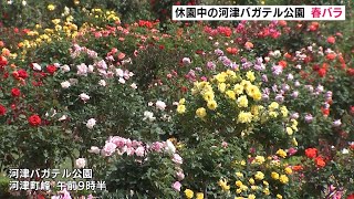 休園中の河津バガテル公園　春バラ